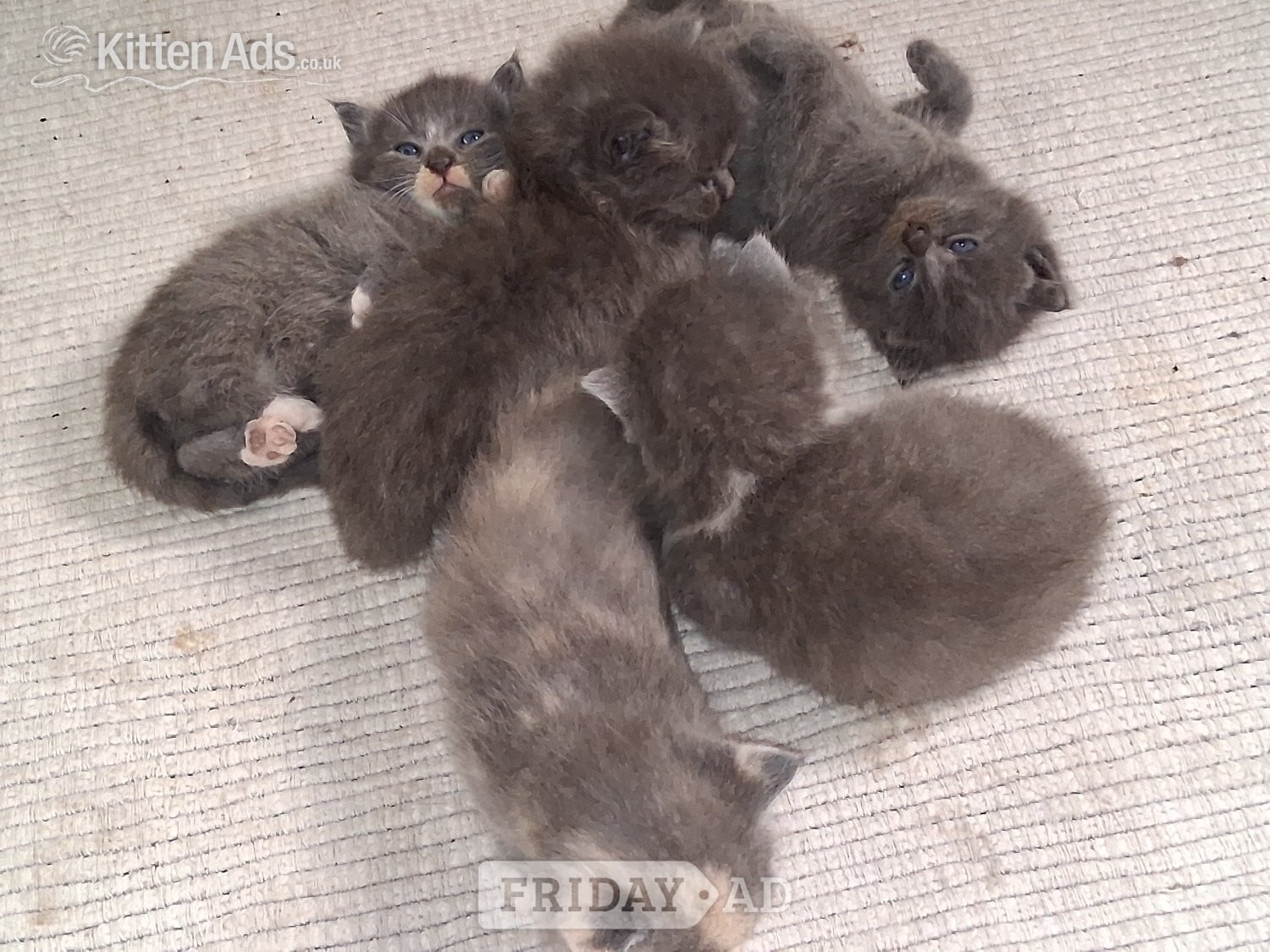 Chichester Longhaired British Shorthaired Blue ClC w Longhaired British Blue