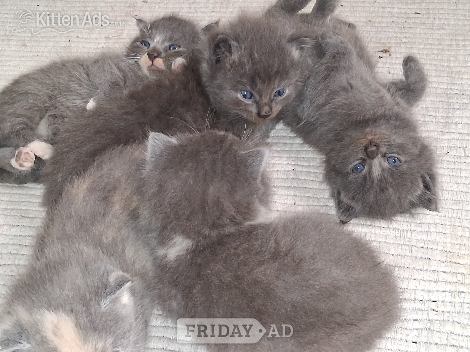 Longhaired British Shorthaired Blue ClC w Longhaired British Blue - Cats & Kittens in Chichester
