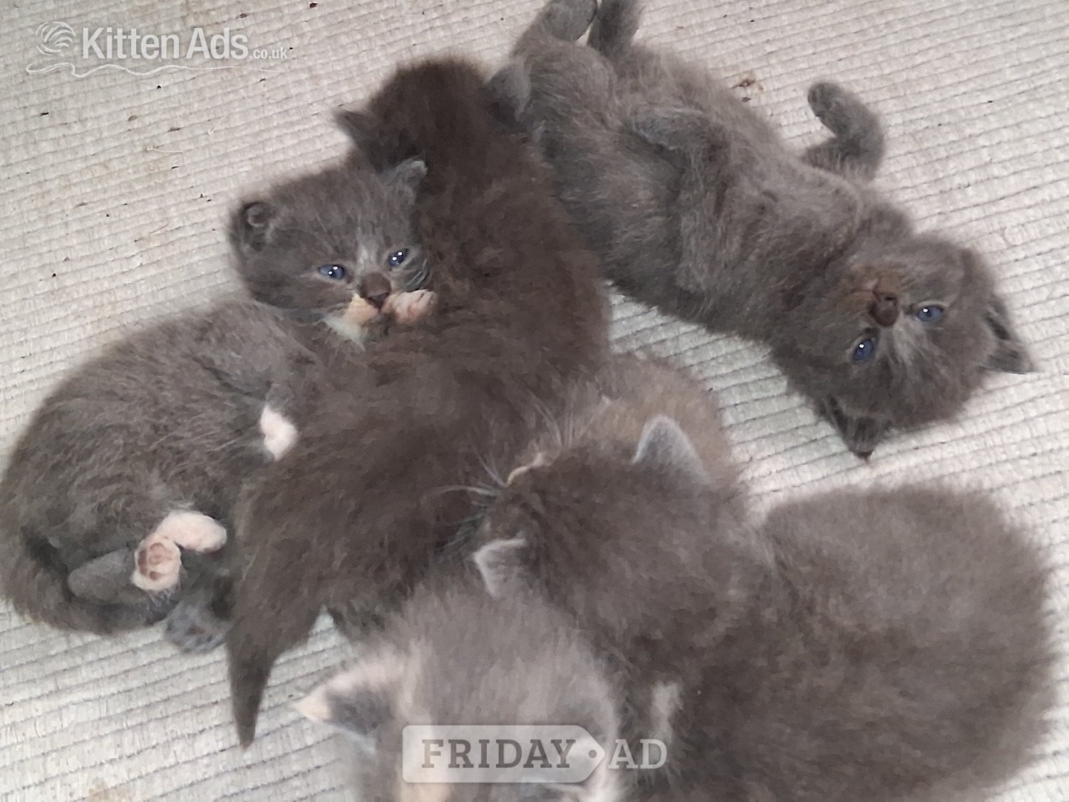 Longhaired British Shorthaired Blue ClC w Longhaired British Blue - Cats & Kittens