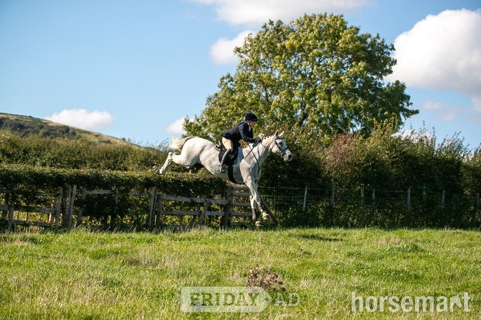 "“Perkins”" Fleabitten Grey Gelding Hunter in Paddock Wood