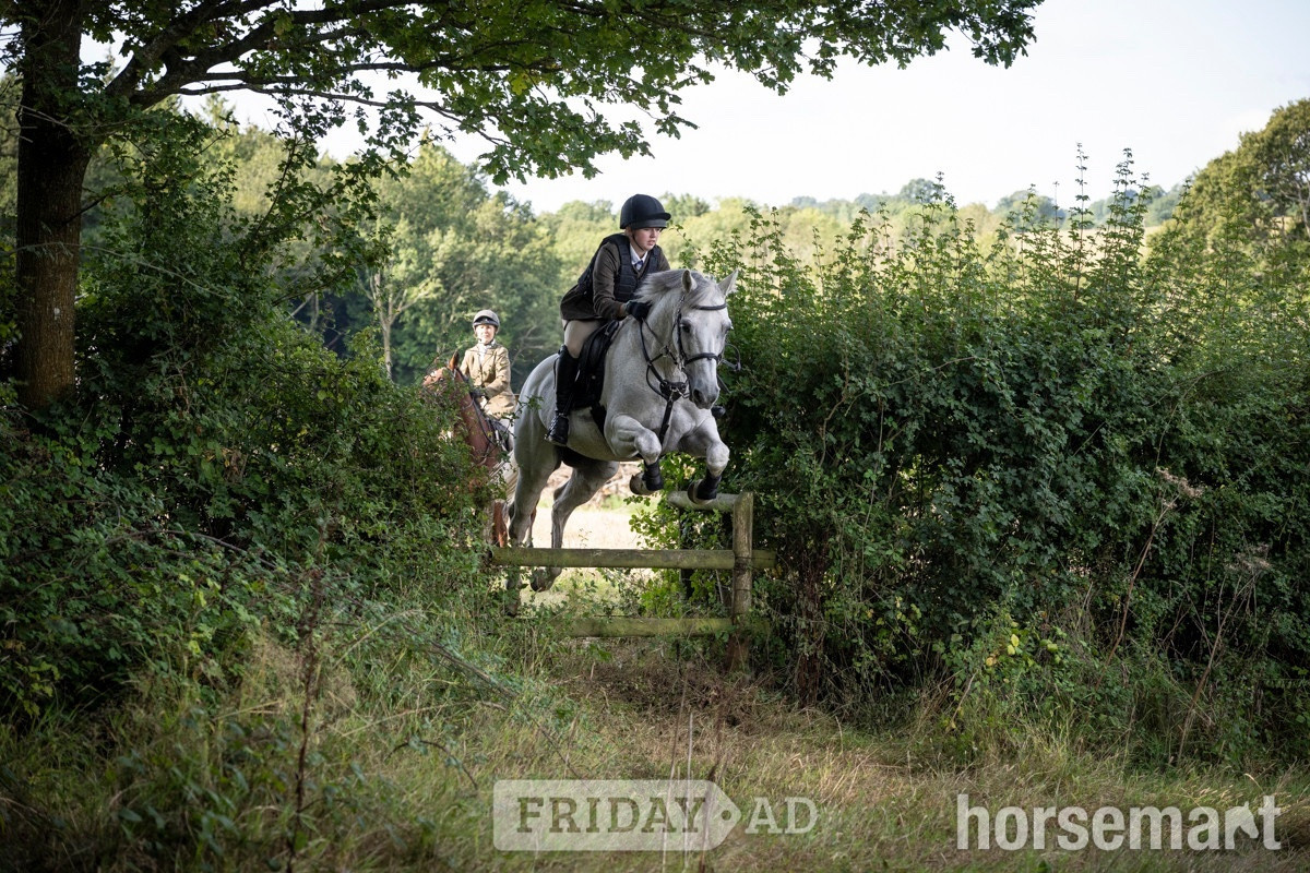 "“Perkins”" Fleabitten Grey Gelding Hunter