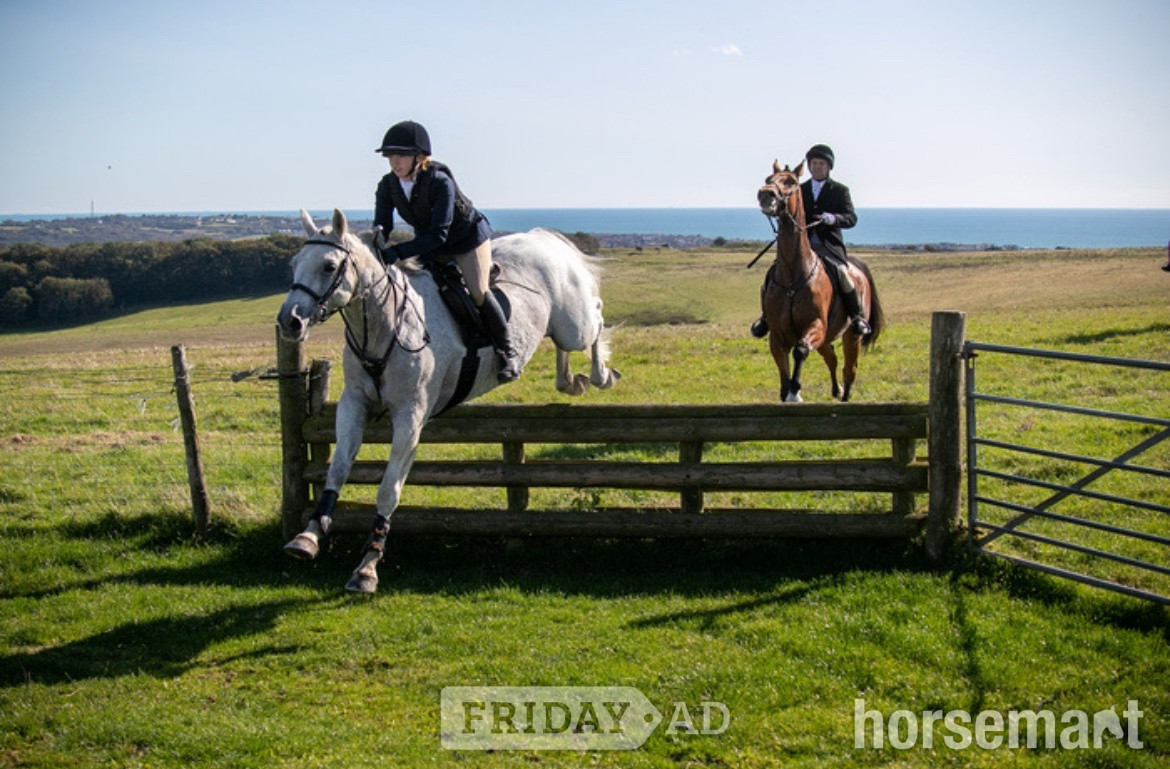 "“Perkins”" Fleabitten Grey Gelding Hunter - Horses in Paddock Wood