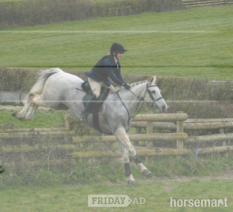 "“Perkins”" Fleabitten Grey Gelding Hunter - Horses