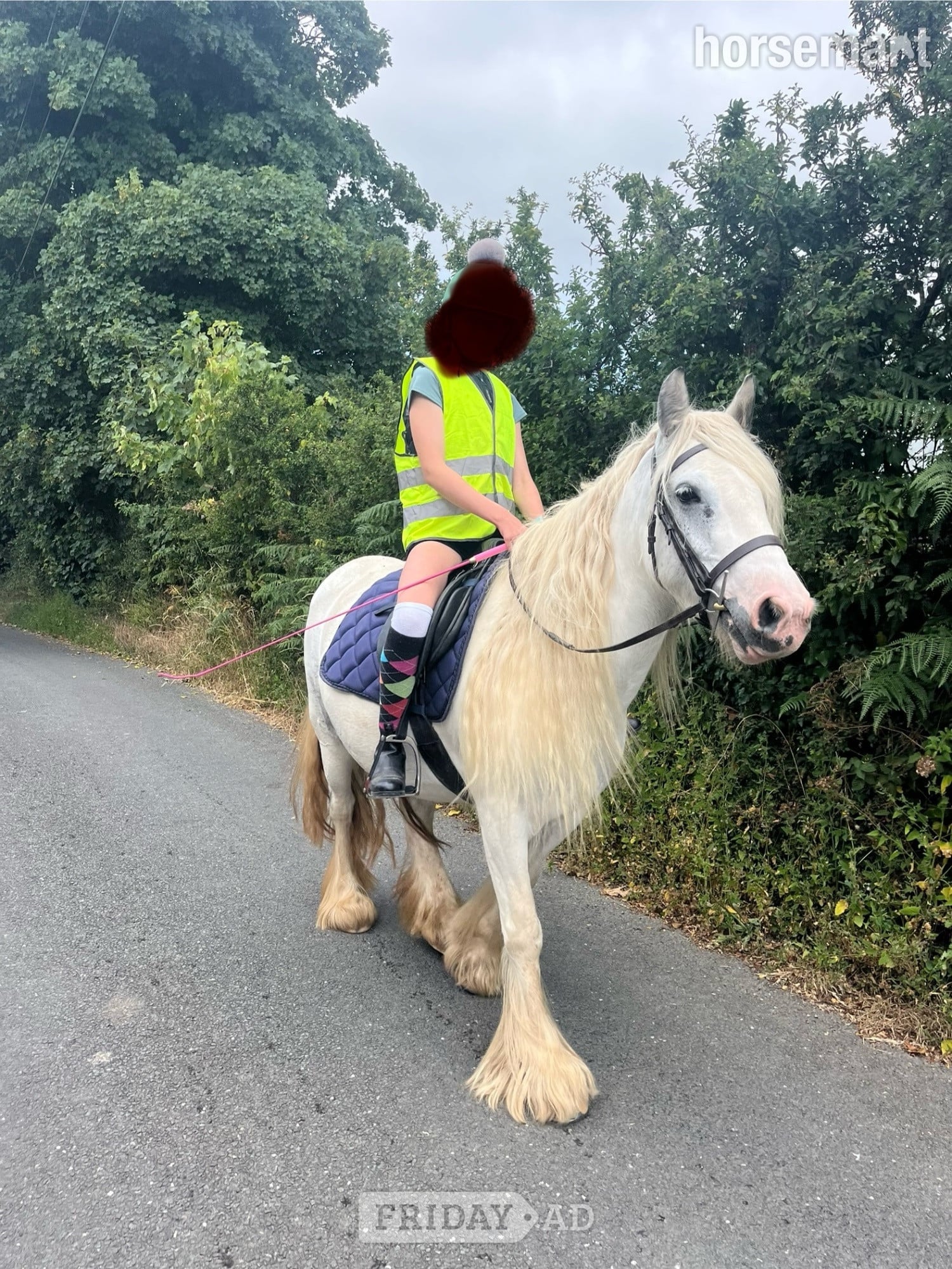 "Bluebell" Blue &amp; White Mare Cob/Heavy Horse in Pwllheli
