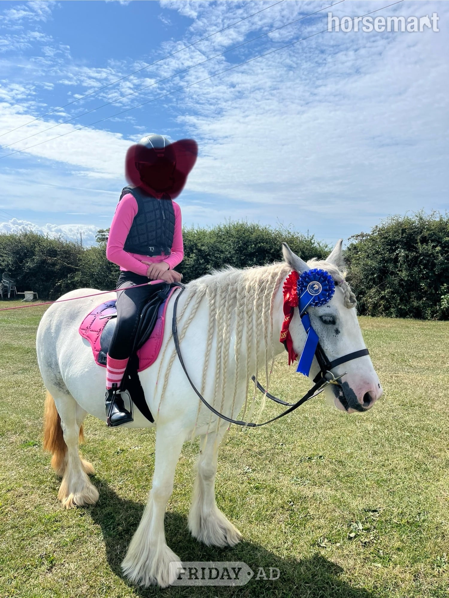"Bluebell" Blue &amp; White Mare Cob/Heavy Horse