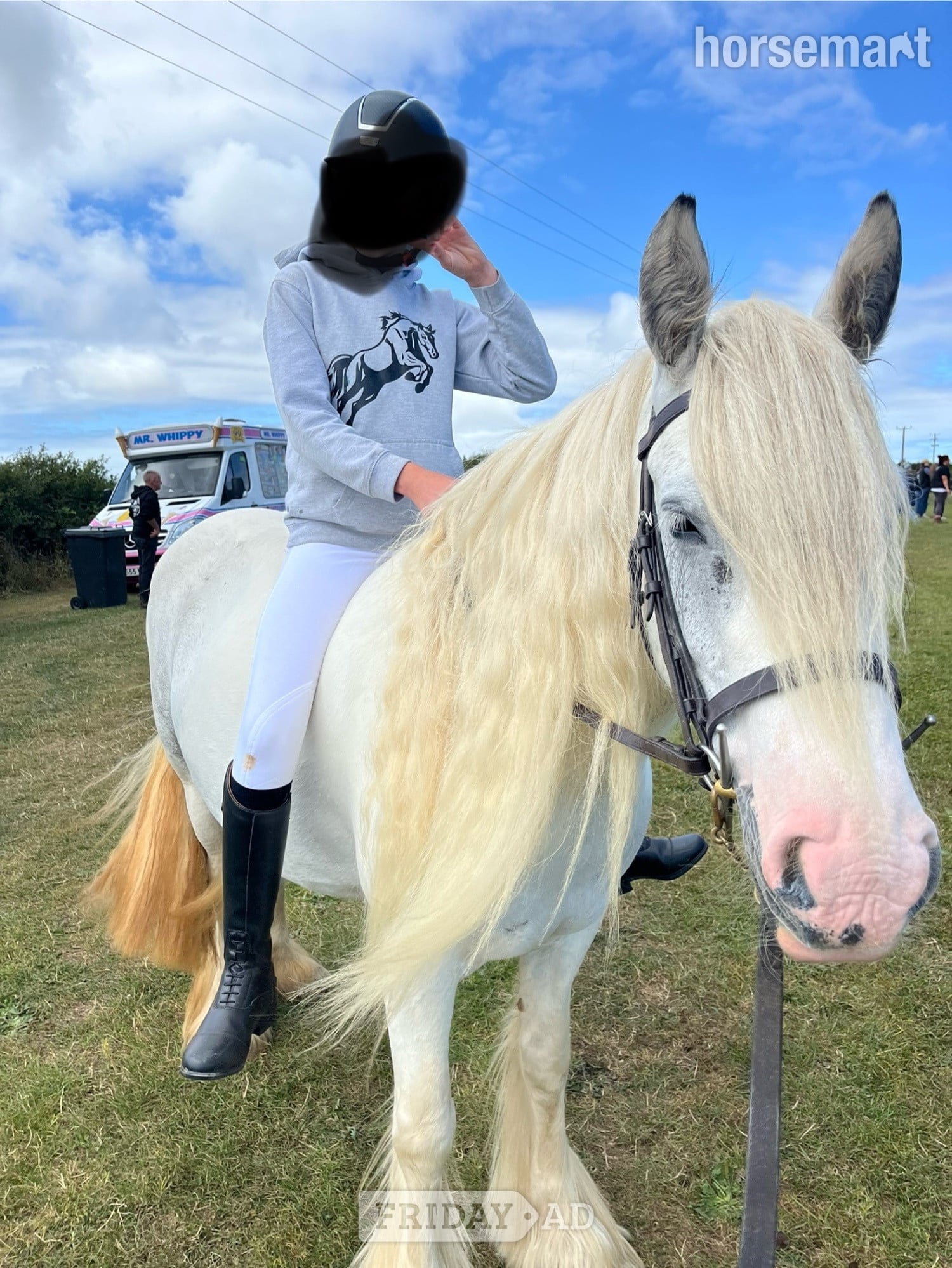 Pwllheli "Bluebell" Blue &amp; White Mare Cob/Heavy Horse