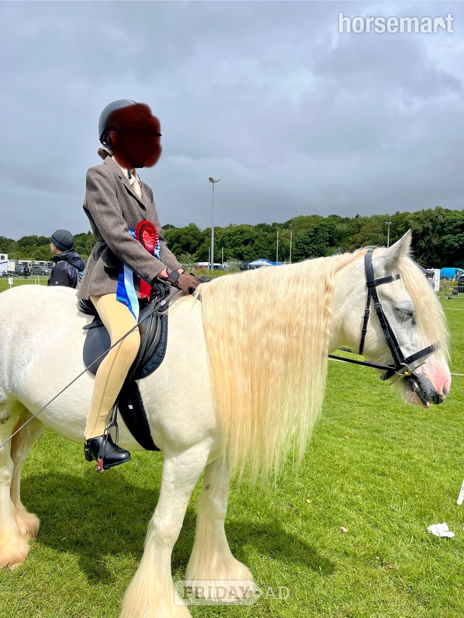"Bluebell" Blue &amp; White Mare Cob/Heavy Horse - Horses in Pwllheli