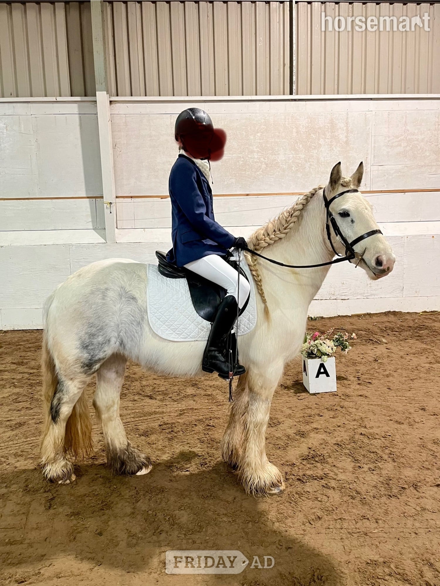"Bluebell" Blue &amp; White Mare Cob/Heavy Horse - Horses