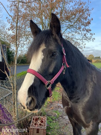 "Noodles" Black Roan Mare All Rounder