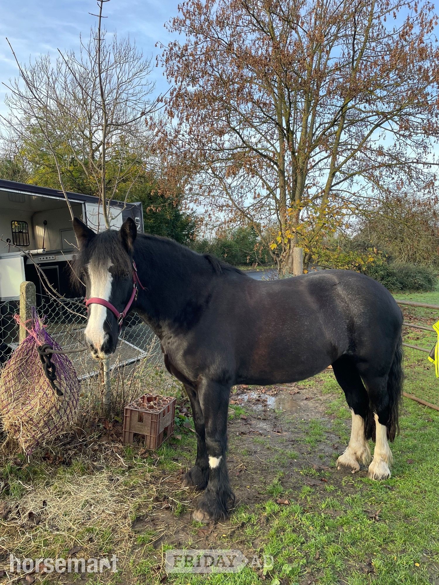 "Noodles" Black Roan Mare All Rounder