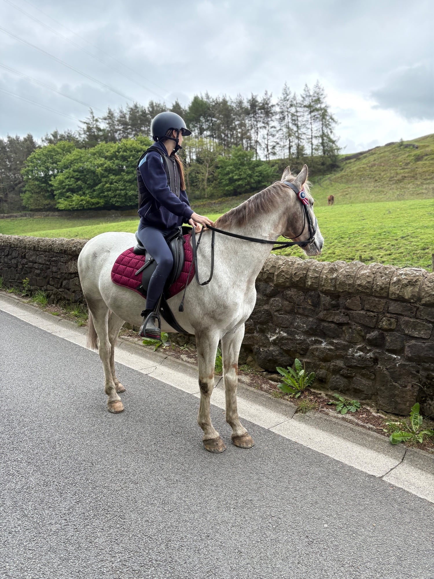 Manchester "Reggie " Roan Gelding Project Horse