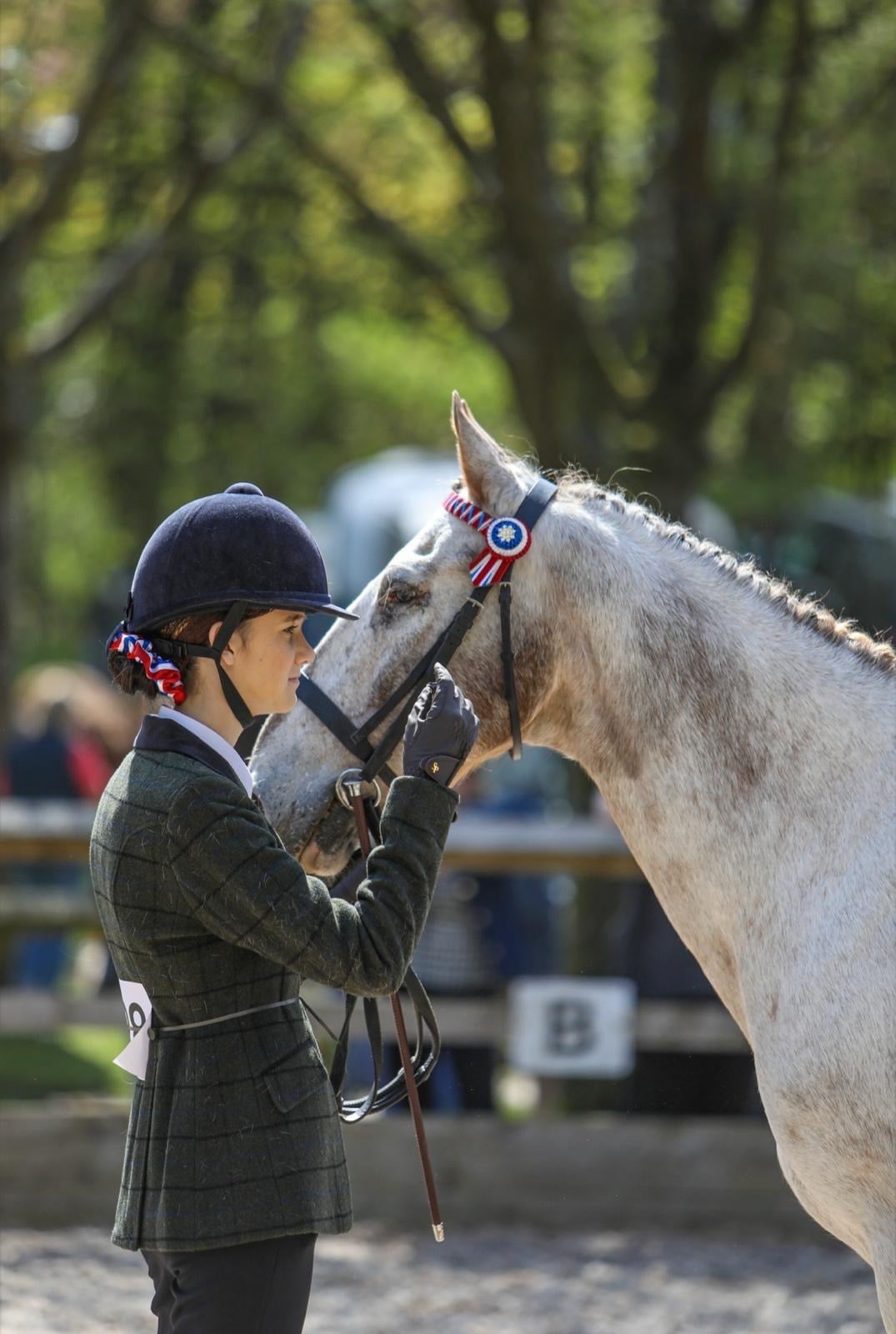 "Reggie " Roan Gelding Project Horse - Horses in Manchester