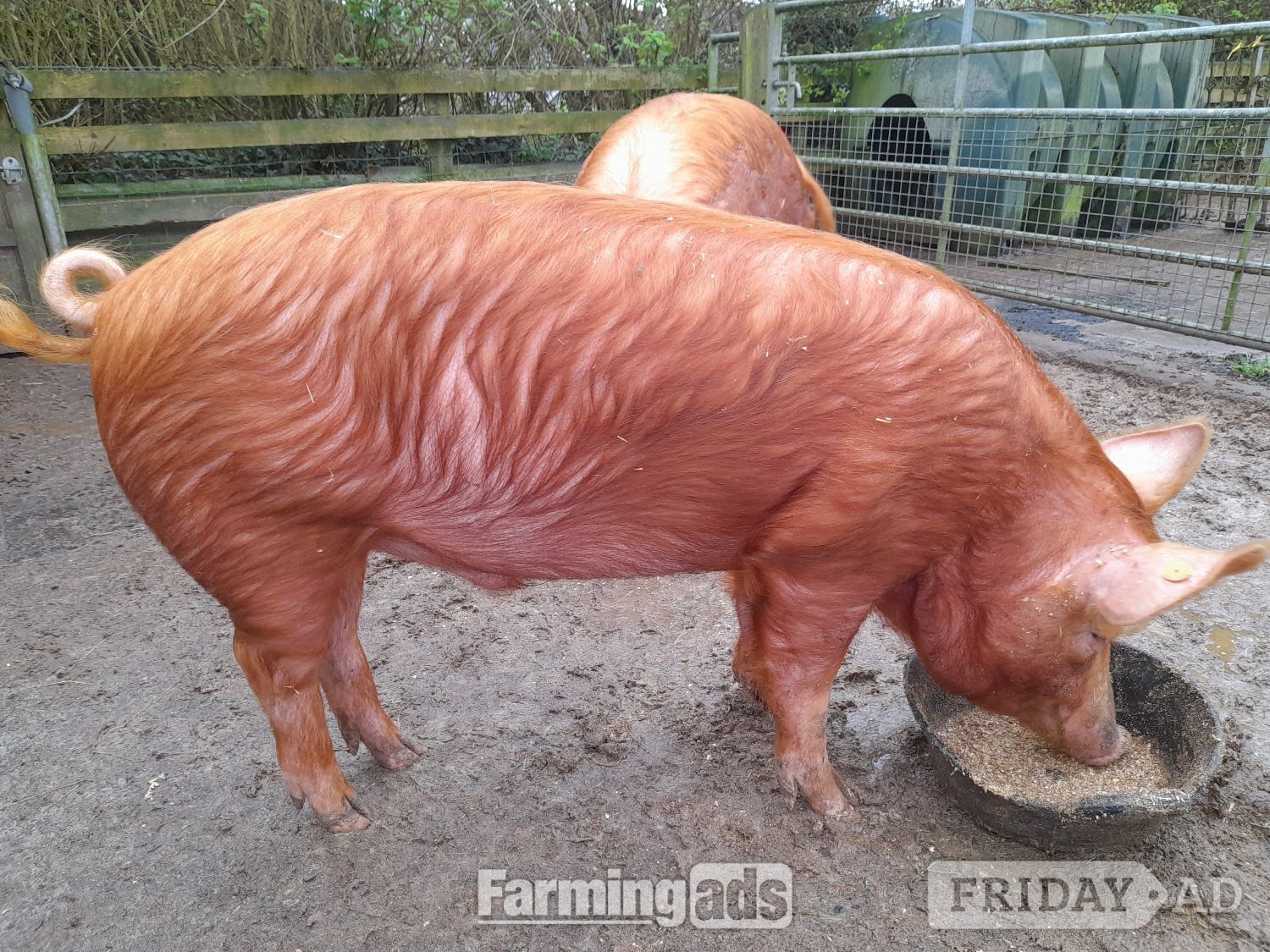 Registered Tamworth boar in Narberth