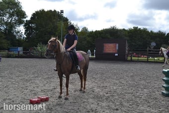 "Millie" Chestnut Mare All Rounder