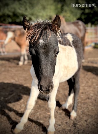"Bromelands Sound of Silence" Tobiano Colt Miniature Horse