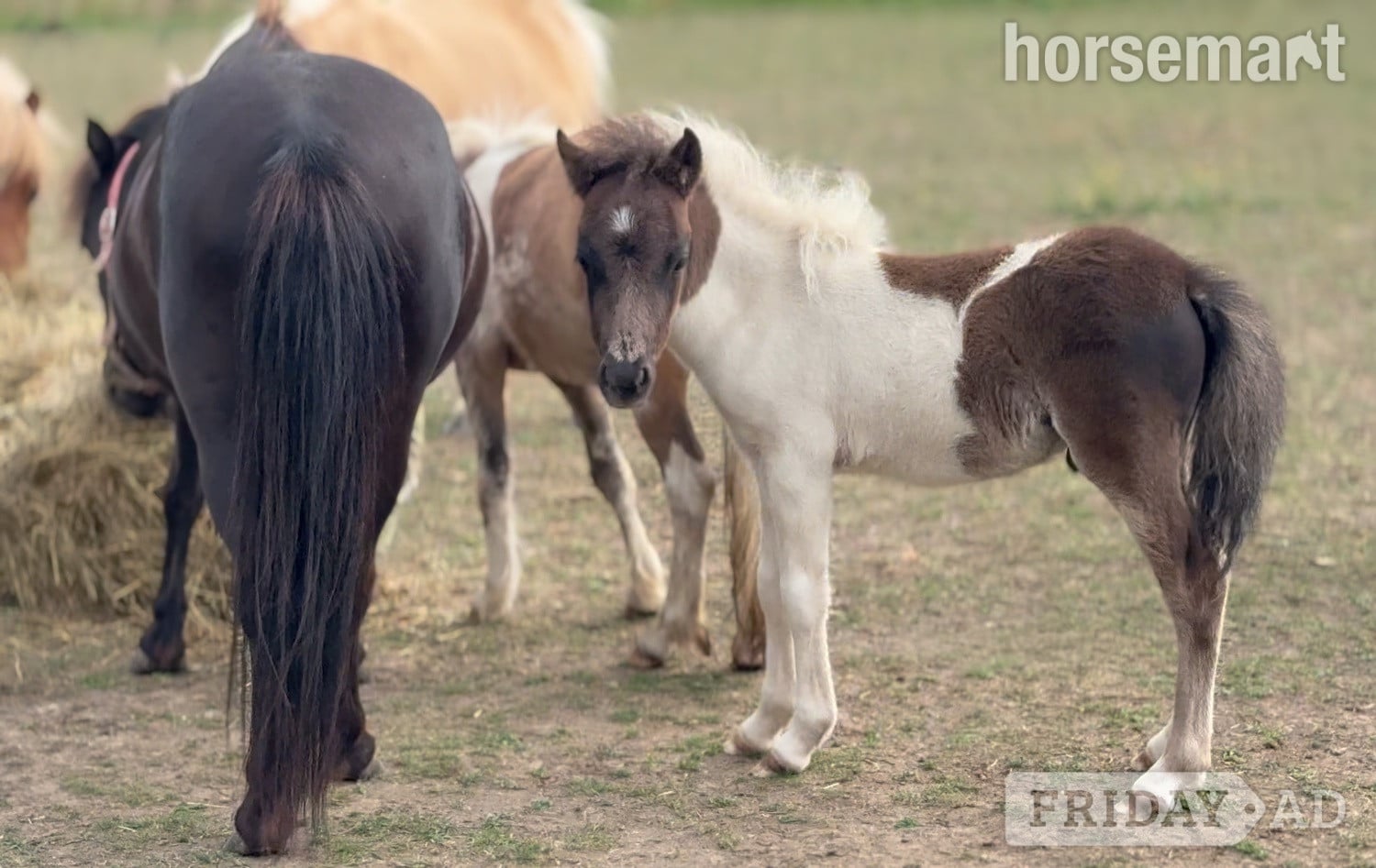 Eye "Bromelands Sound of Silence" Tobiano Colt Miniature Horse