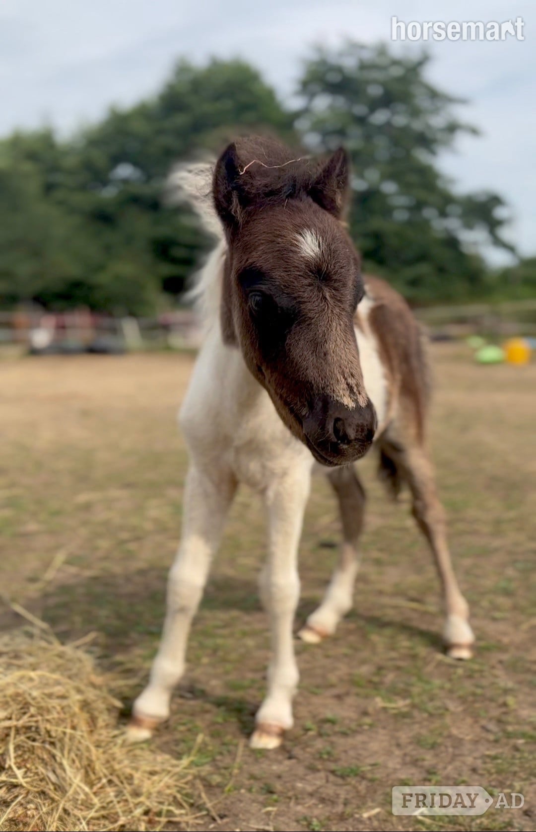 "Bromelands Sound of Silence" Tobiano Colt Miniature Horse
