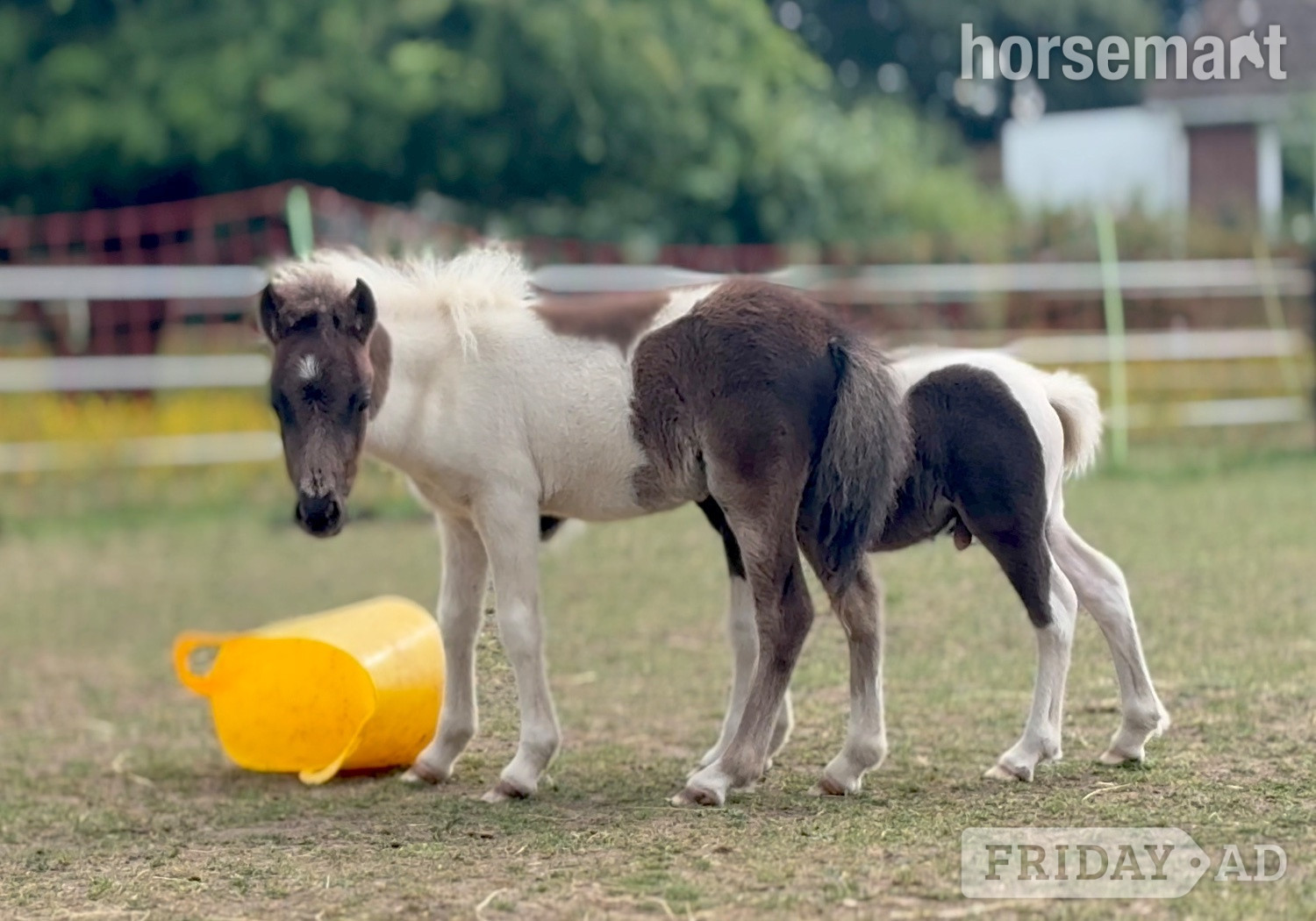 "Bromelands Sound of Silence" Tobiano Colt Miniature Horse - Horses in Eye