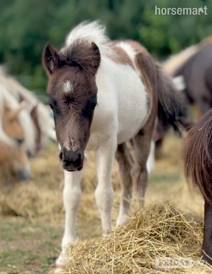 "Bromelands Sound of Silence" Tobiano Colt Miniature Horse - Horses