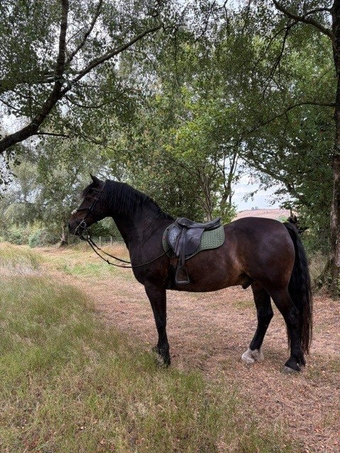 15.1hh Welsh Section D 