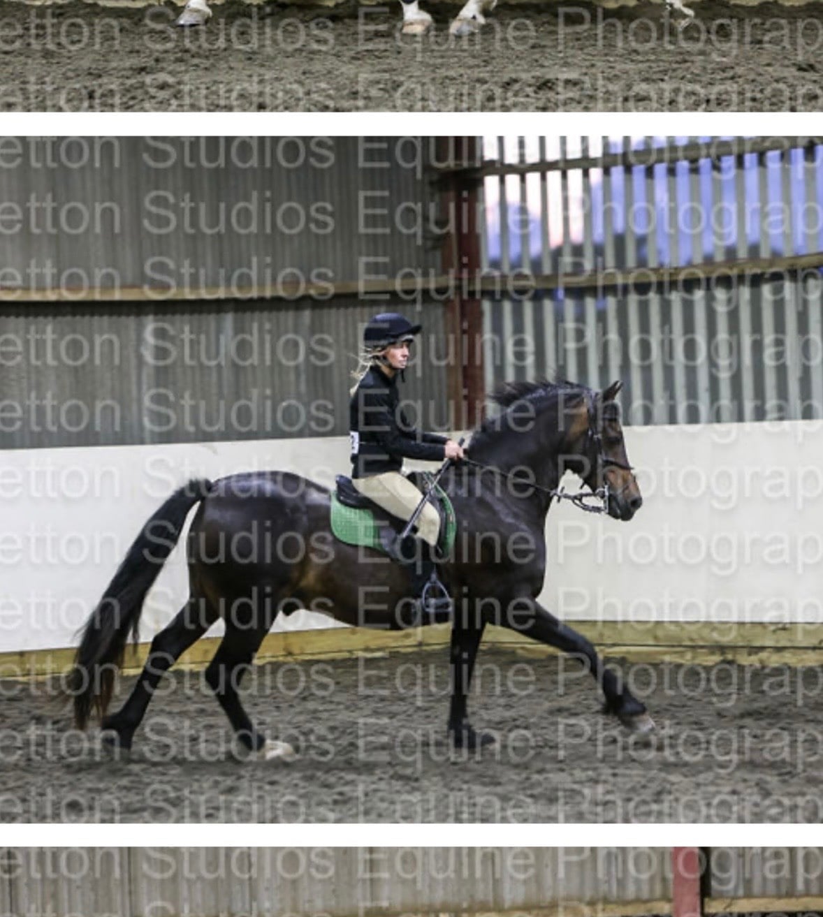 15.1hh Welsh Section D 