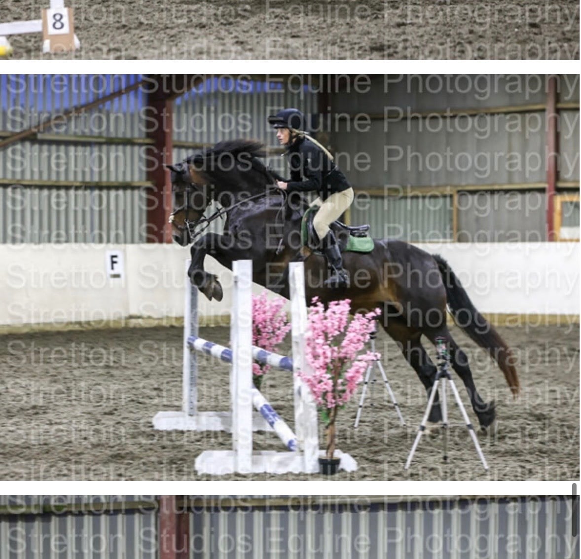 Mold 15.1hh Welsh Section D 