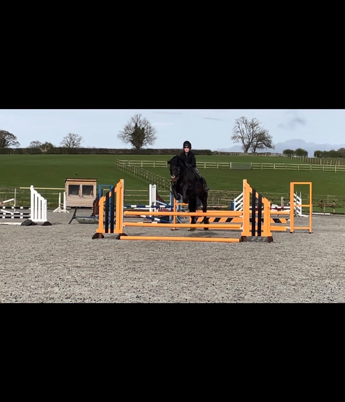 15.1hh Welsh Section D  - Horses in Mold