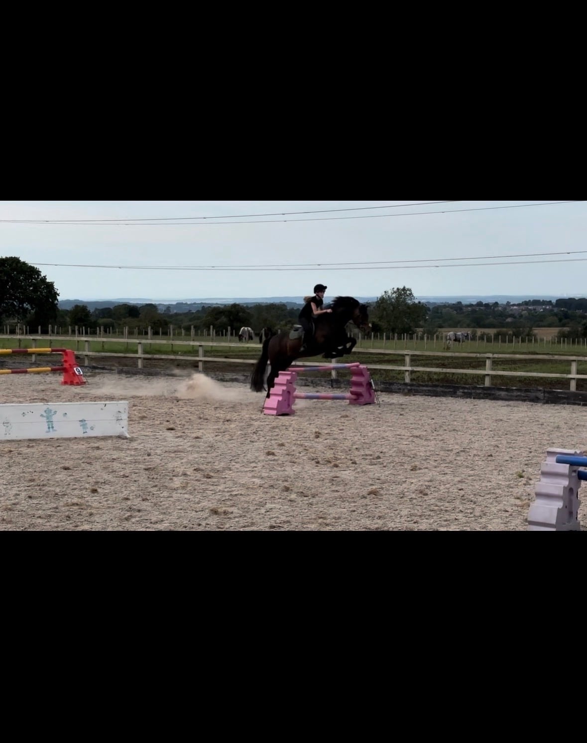 15.1hh Welsh Section D  - Horses