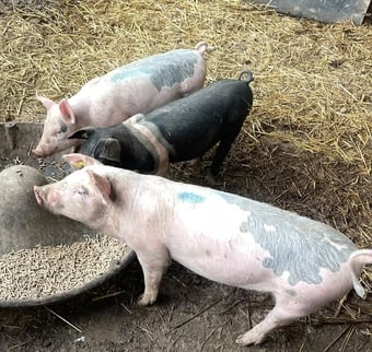 WEANERS FOR SALE