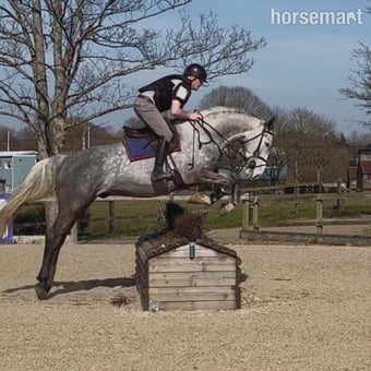 "Louie" Grey Gelding All Rounder