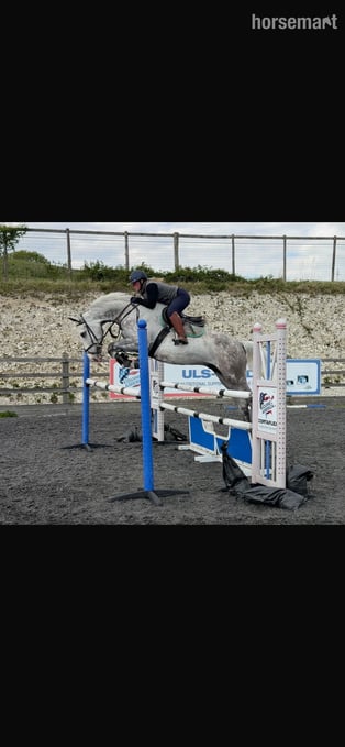 "Louie" Grey Gelding All Rounder