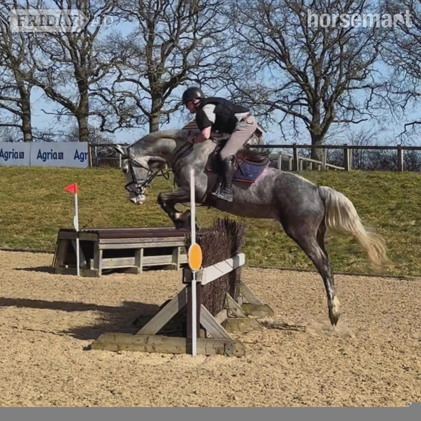 "Louie" Grey Gelding All Rounder
