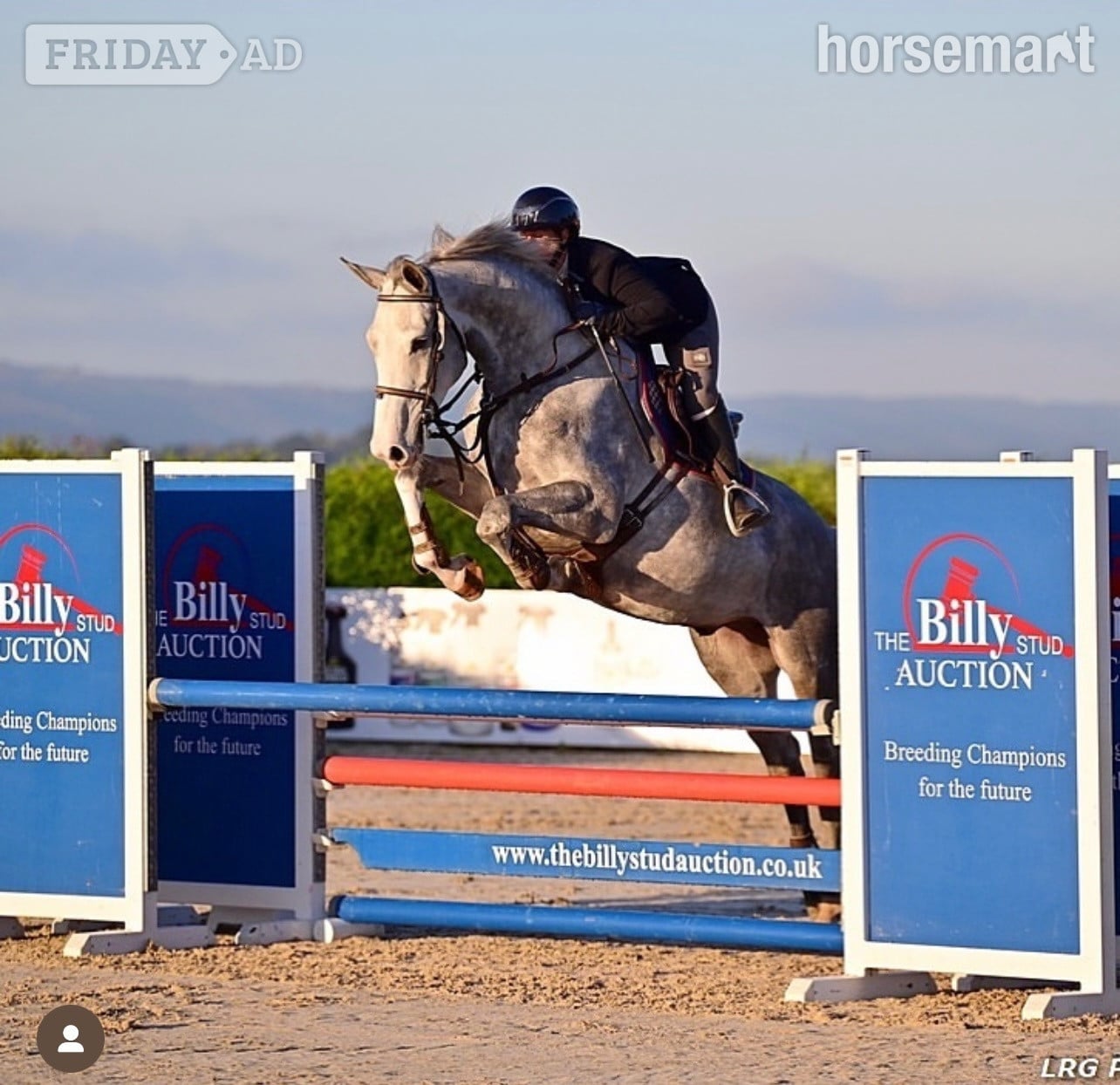 Haywards Heath "Louie" Grey Gelding All Rounder