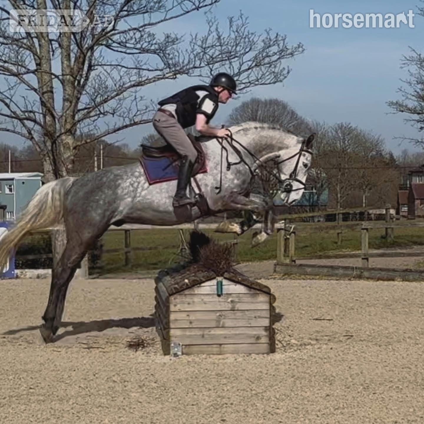 "Louie" Grey Gelding All Rounder in Haywards Heath