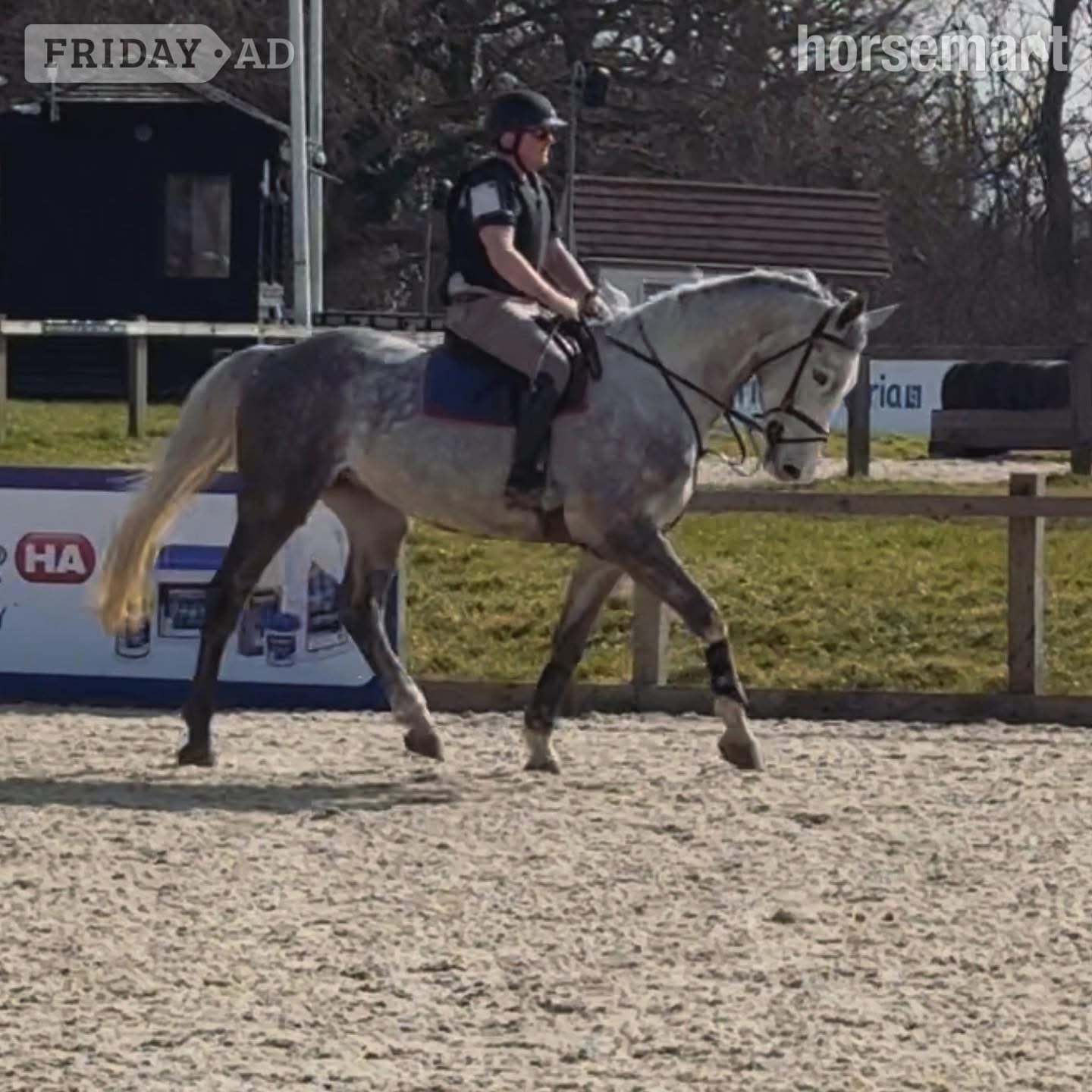 "Louie" Grey Gelding All Rounder -  in Haywards Heath