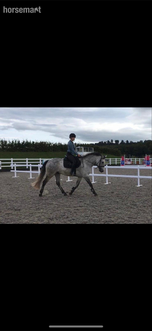 "George (Seskin Boy)" Grey Gelding All Rounder