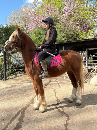 "Maverick " Chestnut Gelding All Rounder