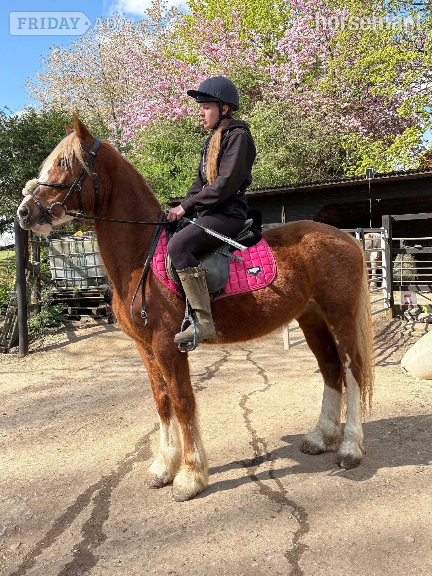 "Maverick " Chestnut Gelding All Rounder in Grenoside
