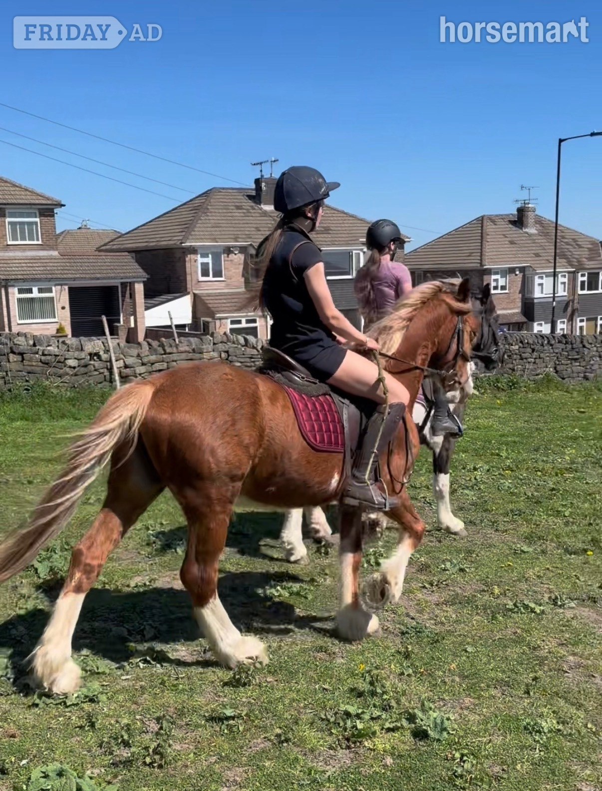 Grenoside "Maverick " Chestnut Gelding All Rounder