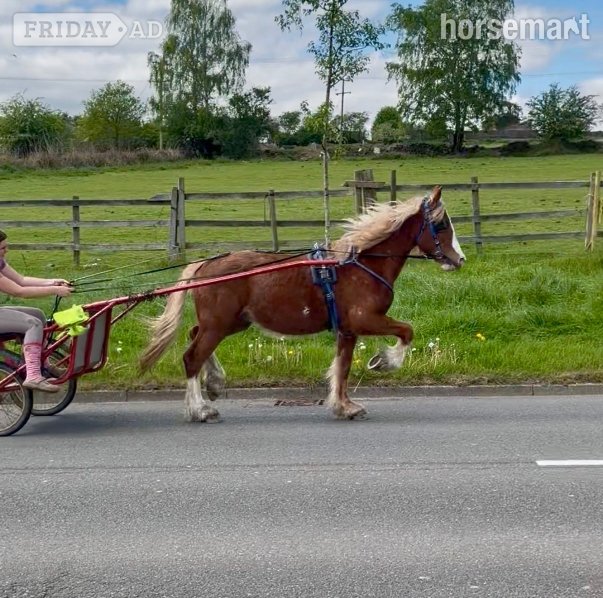 "Maverick " Chestnut Gelding All Rounder