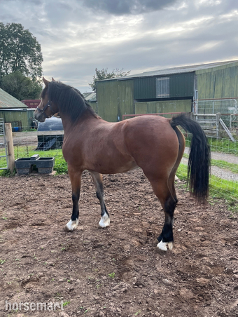 "Llangeth Delilah " Bay Filly Youngstock / Foal