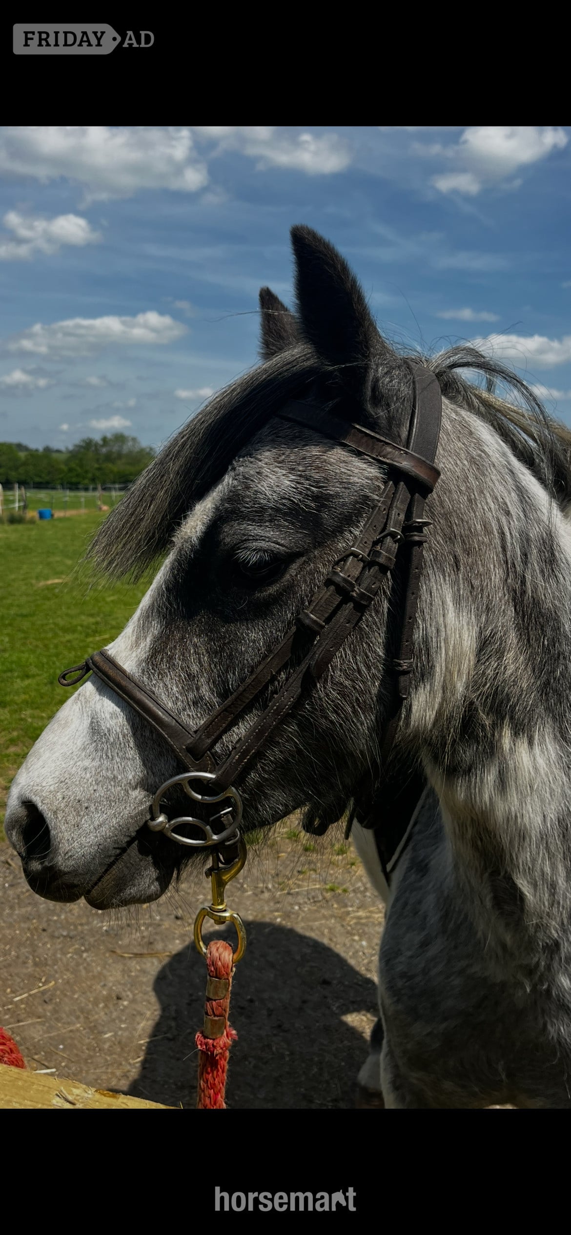 "Beauty" Steel Grey Mare All Rounder in Rugby
