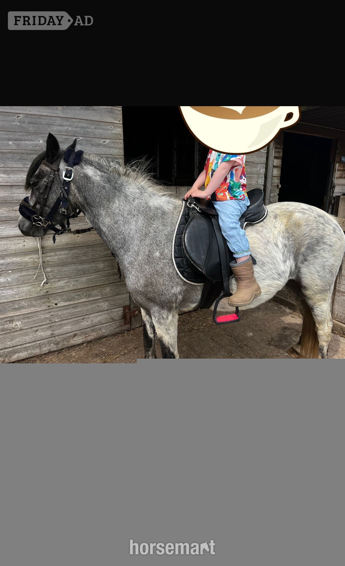 "Beauty" Steel Grey Mare All Rounder