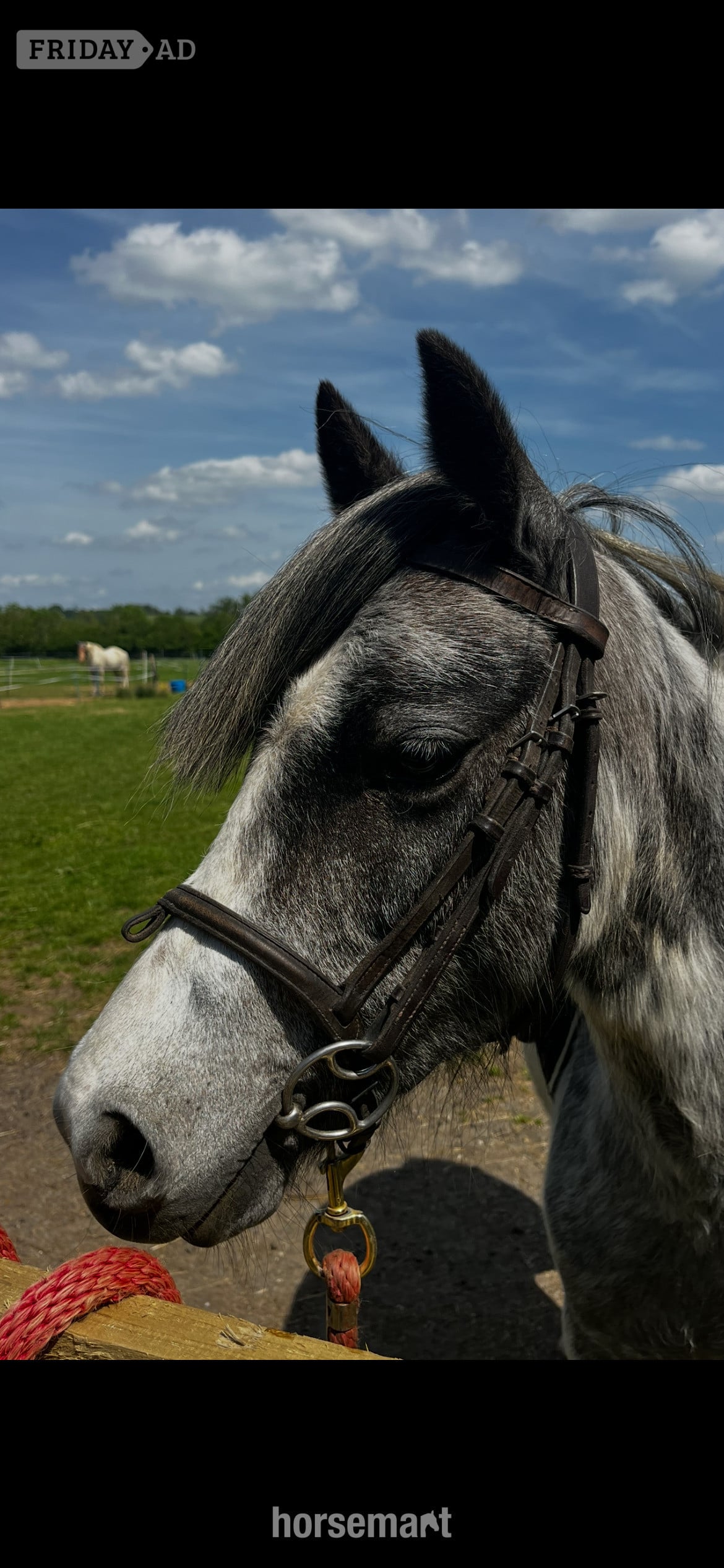 Rugby "Beauty" Steel Grey Mare All Rounder