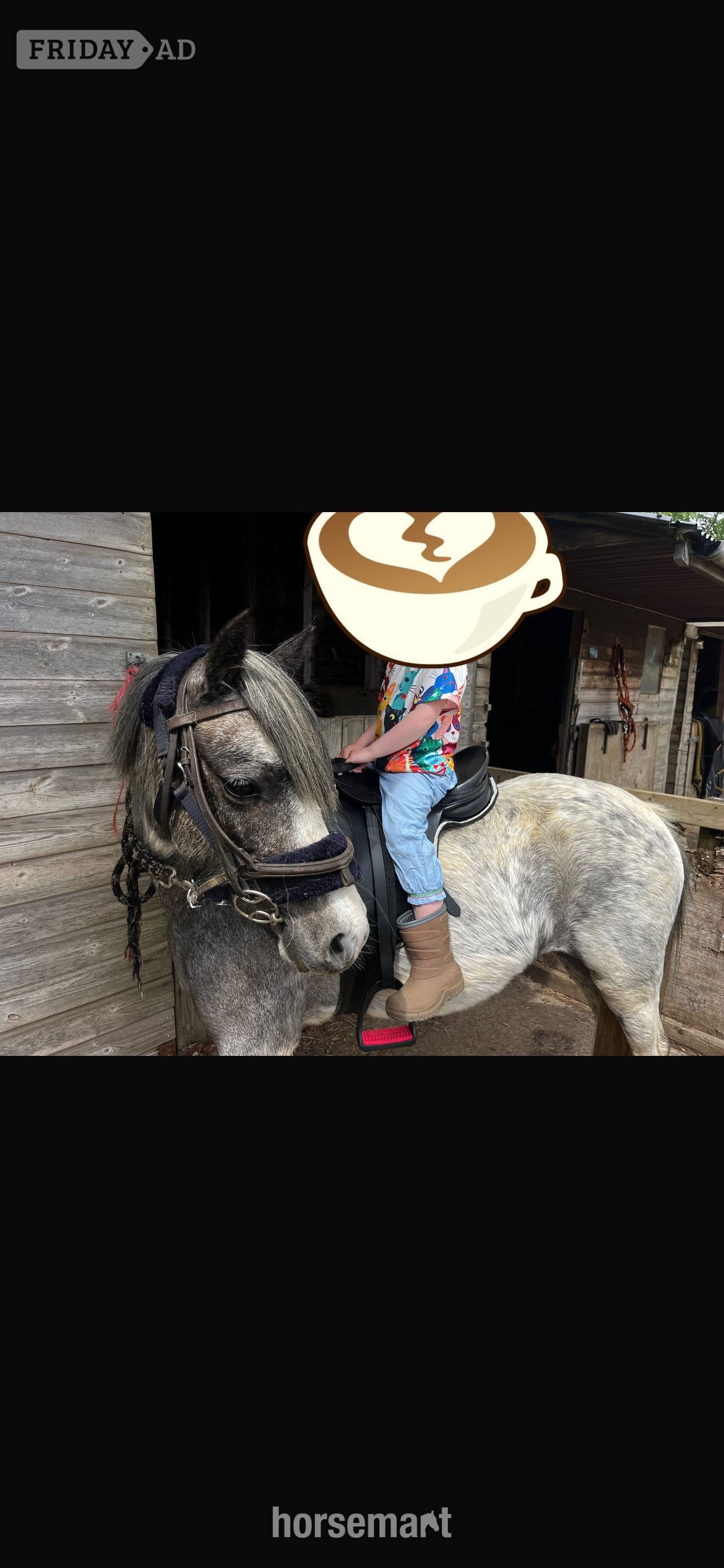 "Beauty" Steel Grey Mare All Rounder - Horses in Rugby
