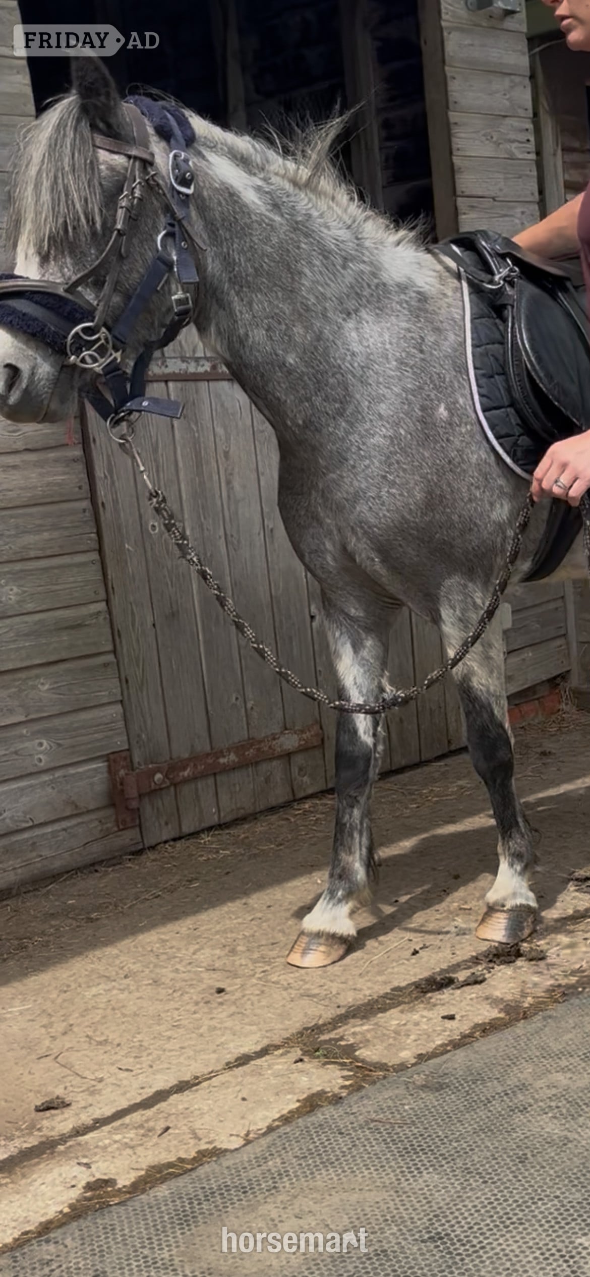 "Beauty" Steel Grey Mare All Rounder - Horses