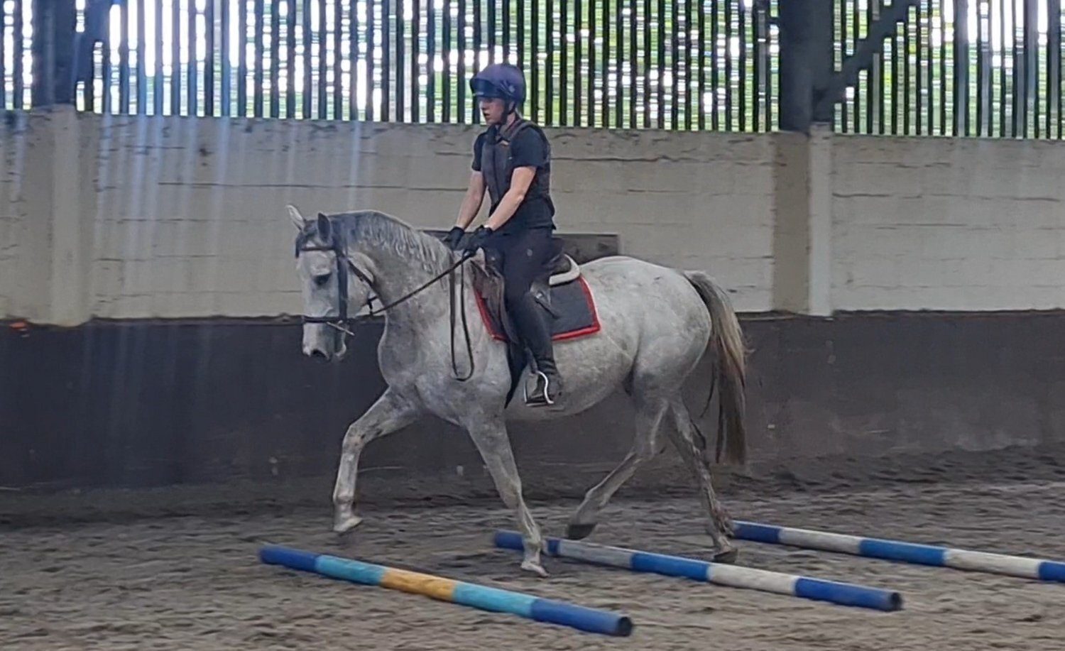 "Clover" Grey Mare All Rounder