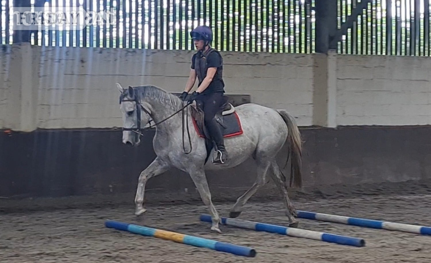 "Clover" Grey Mare All Rounder