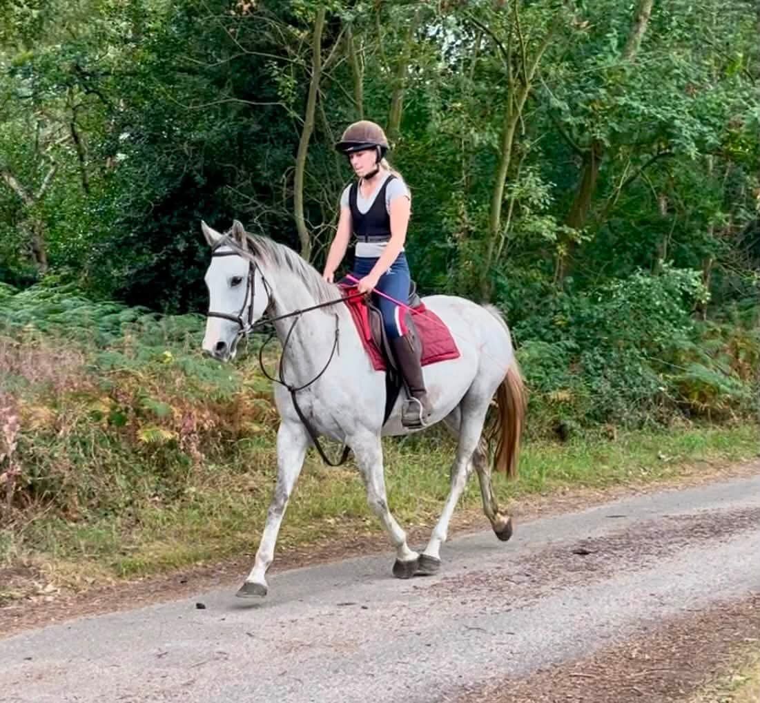 King's Lynn "Clover" Grey Mare All Rounder
