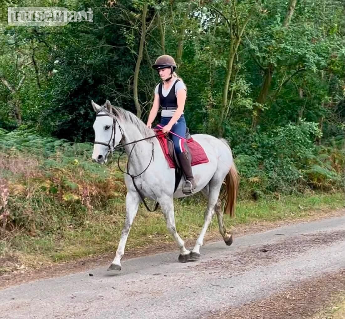 King's Lynn "Clover" Grey Mare All Rounder